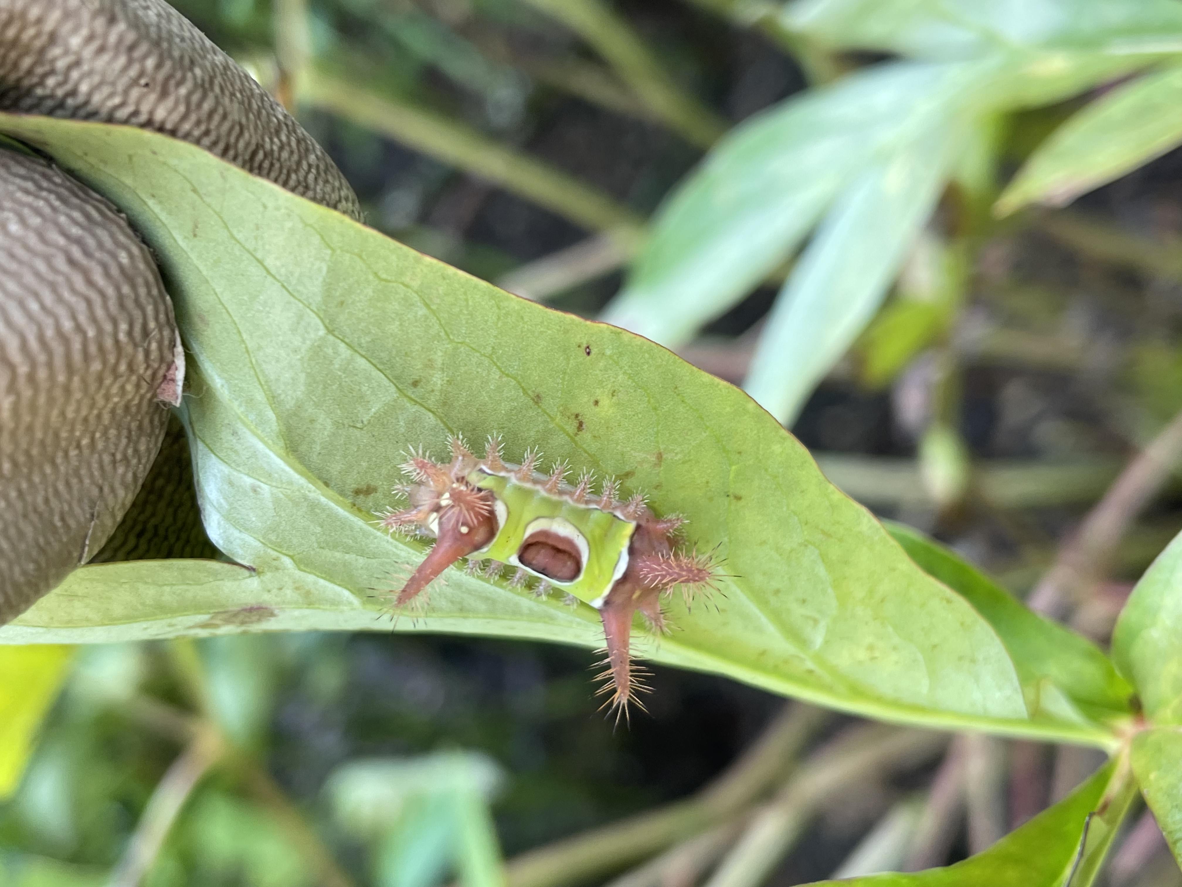 Spiky Caterpillar