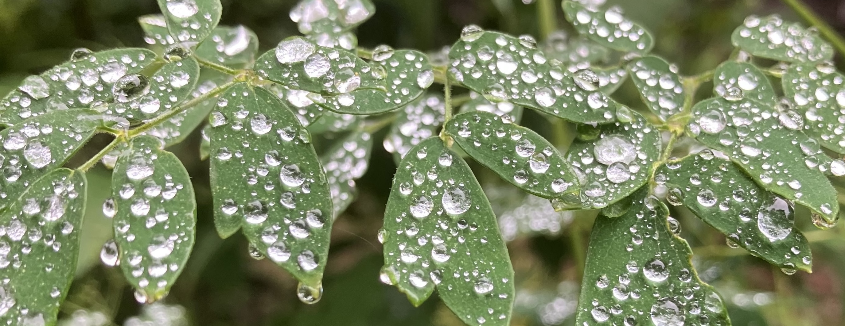 Water on lily